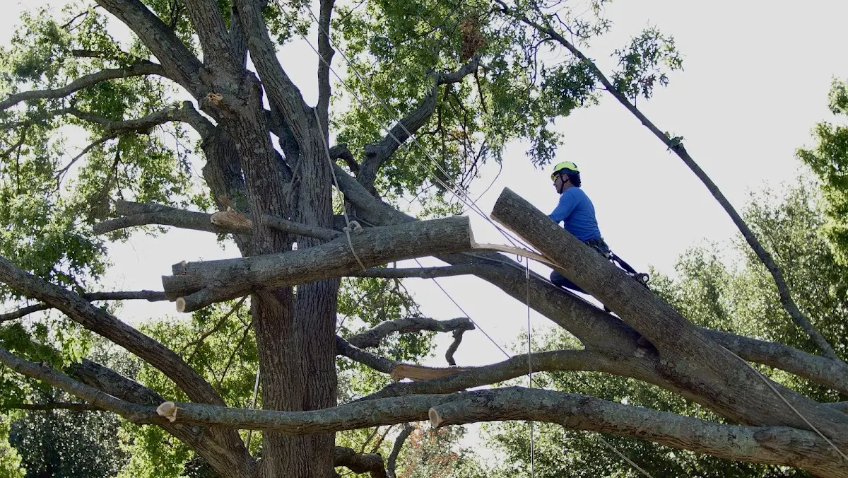 Professional Crown Thinning performed by certified arborists in Aldrich