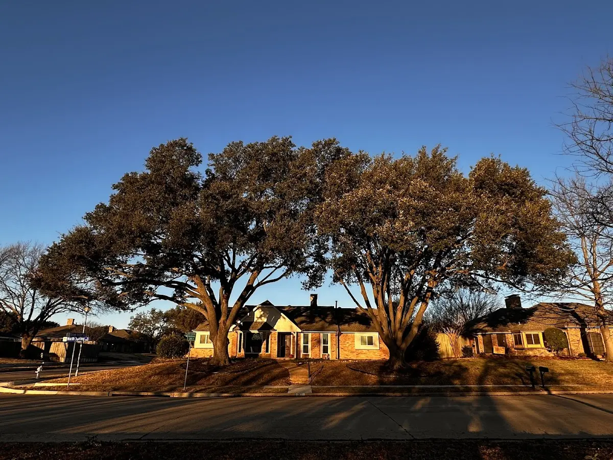 Established residential canopy tree shading a home in Aldrich